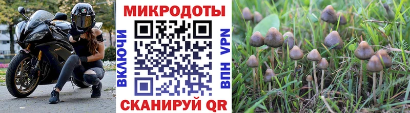 мориарти клад  Оса  Галлюциногенные грибы прущие грибы 